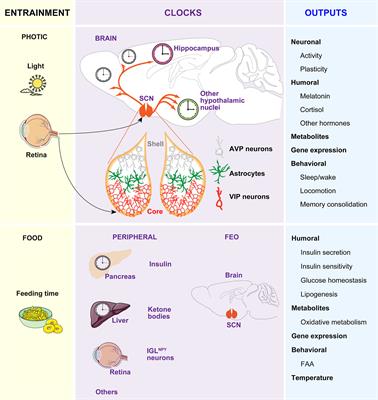 Astrocyte Clocks and Glucose Homeostasis